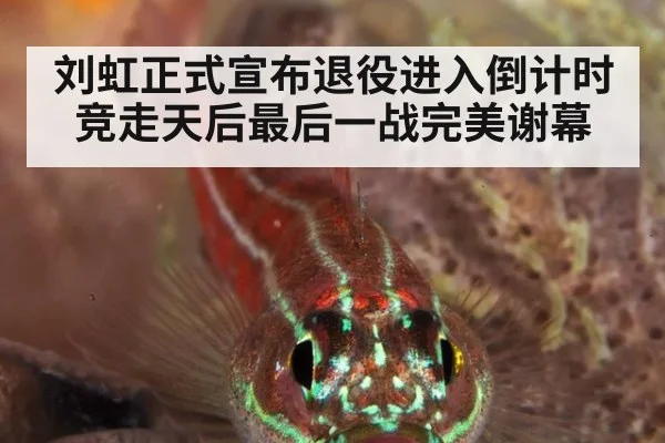 刘虹正式宣布退役进入倒计时 竞走天后最后一战完美谢幕